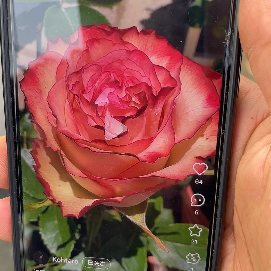 无花朵———长岛冰茶。七加仑。现已修建 福利