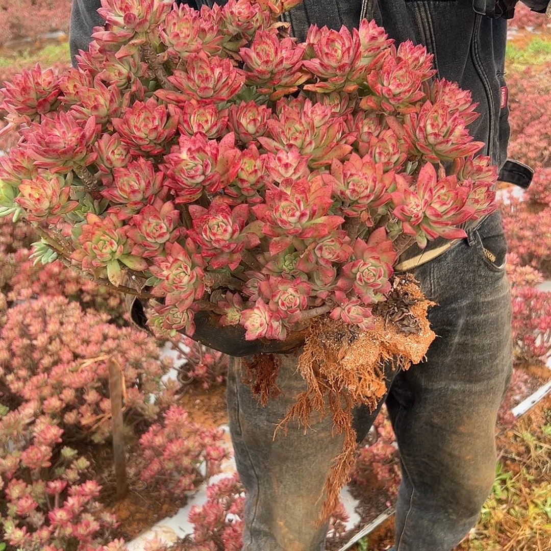 大号红稚莲一棵发货45尺寸➕