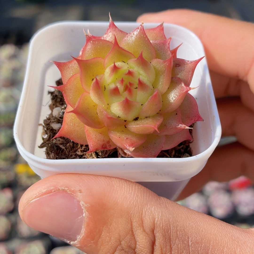 长睫毛麦秆多肉9.9包邮发货
