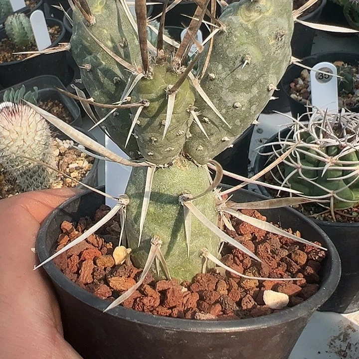完全开放太刀脱土发