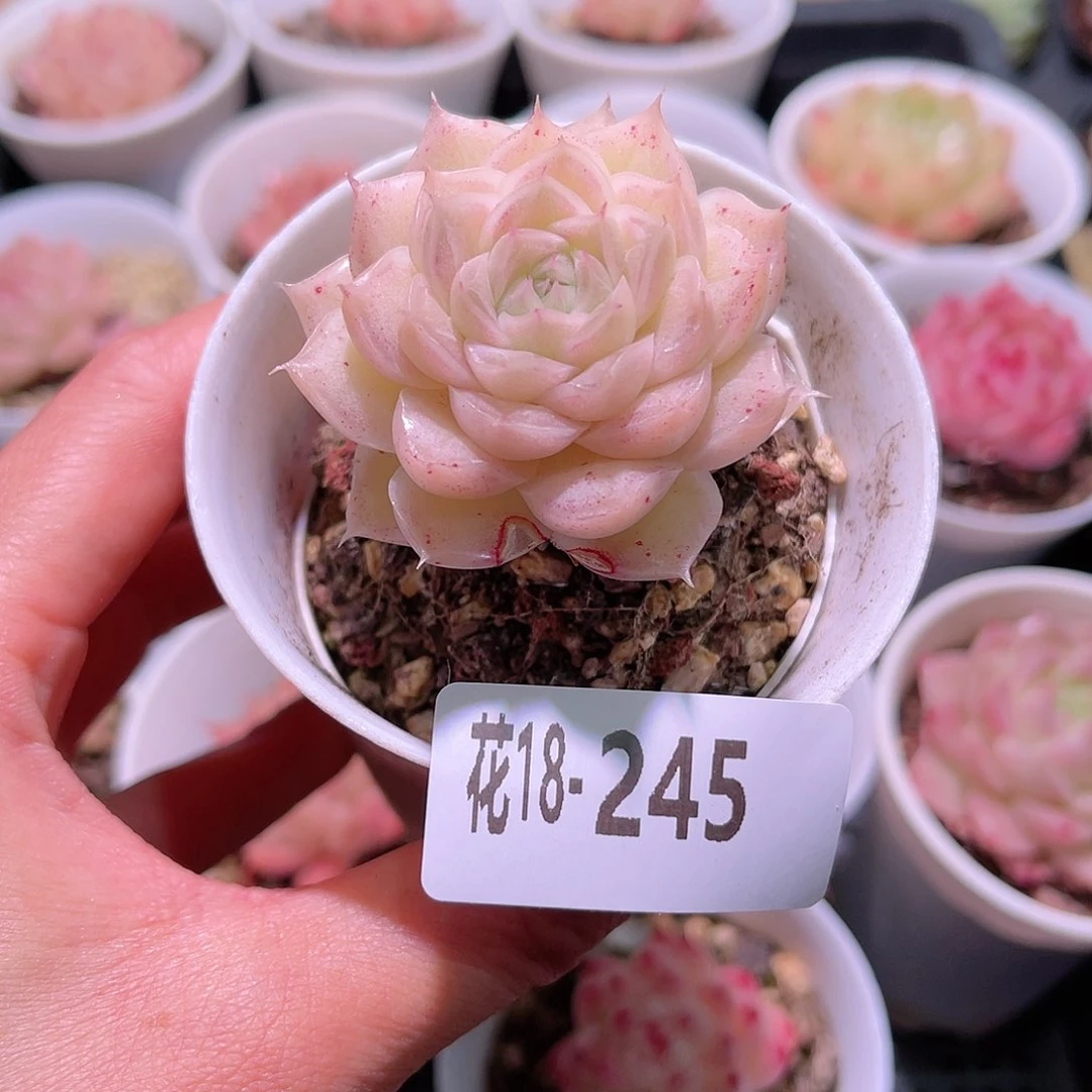 花利美18-245麦秆 微瑕