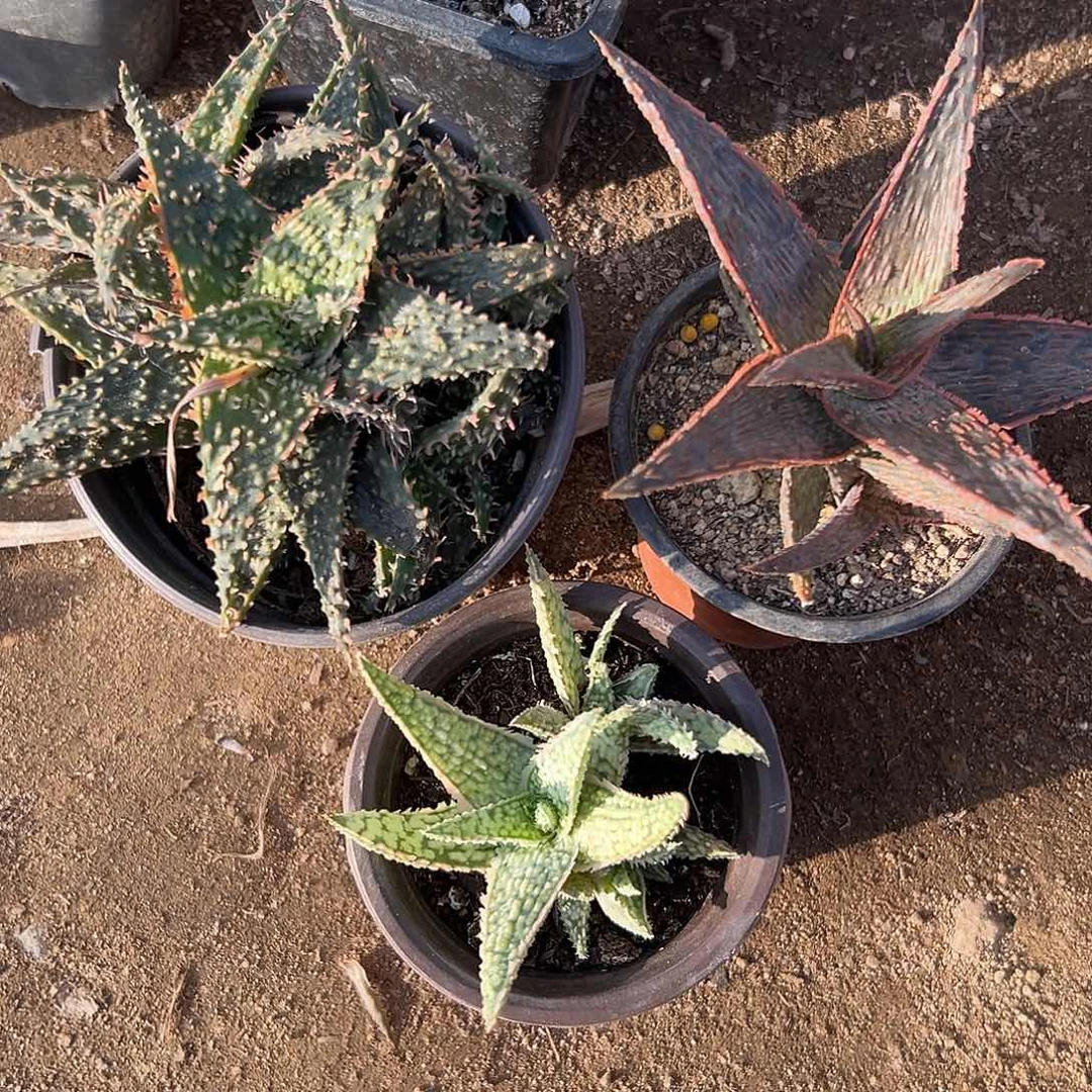 多肉植物三颗芦荟