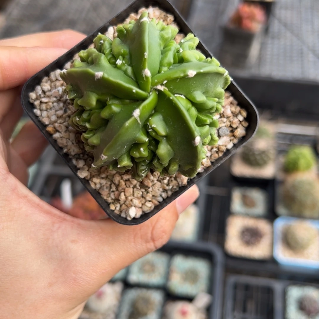 实生核桃鸾凤玉 脱土发货