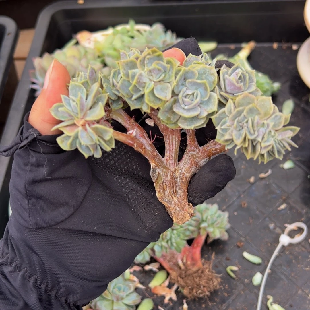 风**立天天开心 蓝色惊喜微瑕