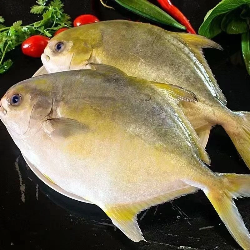 新鲜金鲳鱼肉质鲜嫩单条9两-1斤拍4送1到手5条顺丰冷链