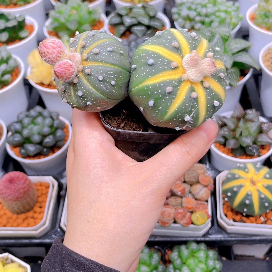 多头南瓜球，原盆