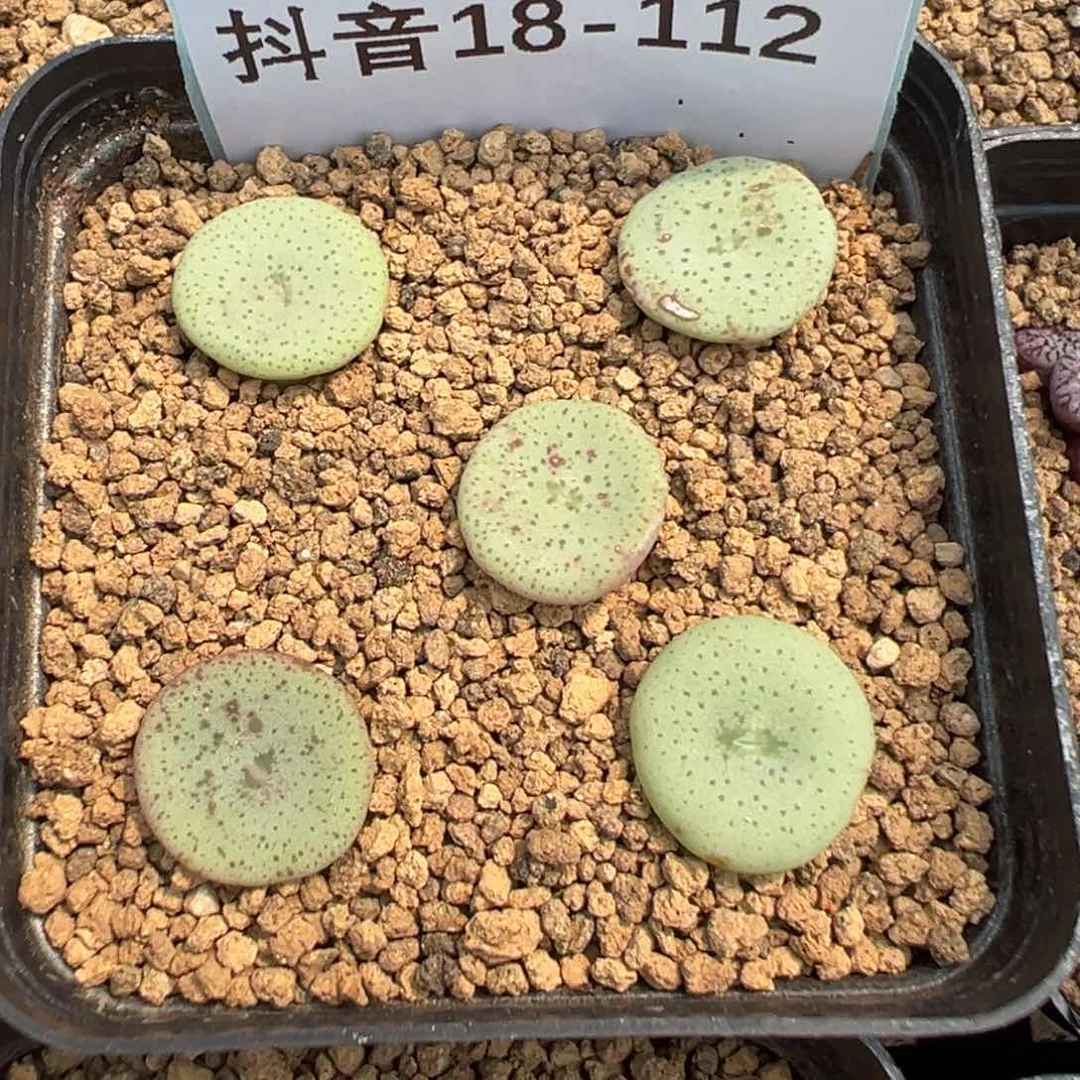 18-112量拍园艺酒杯5颗