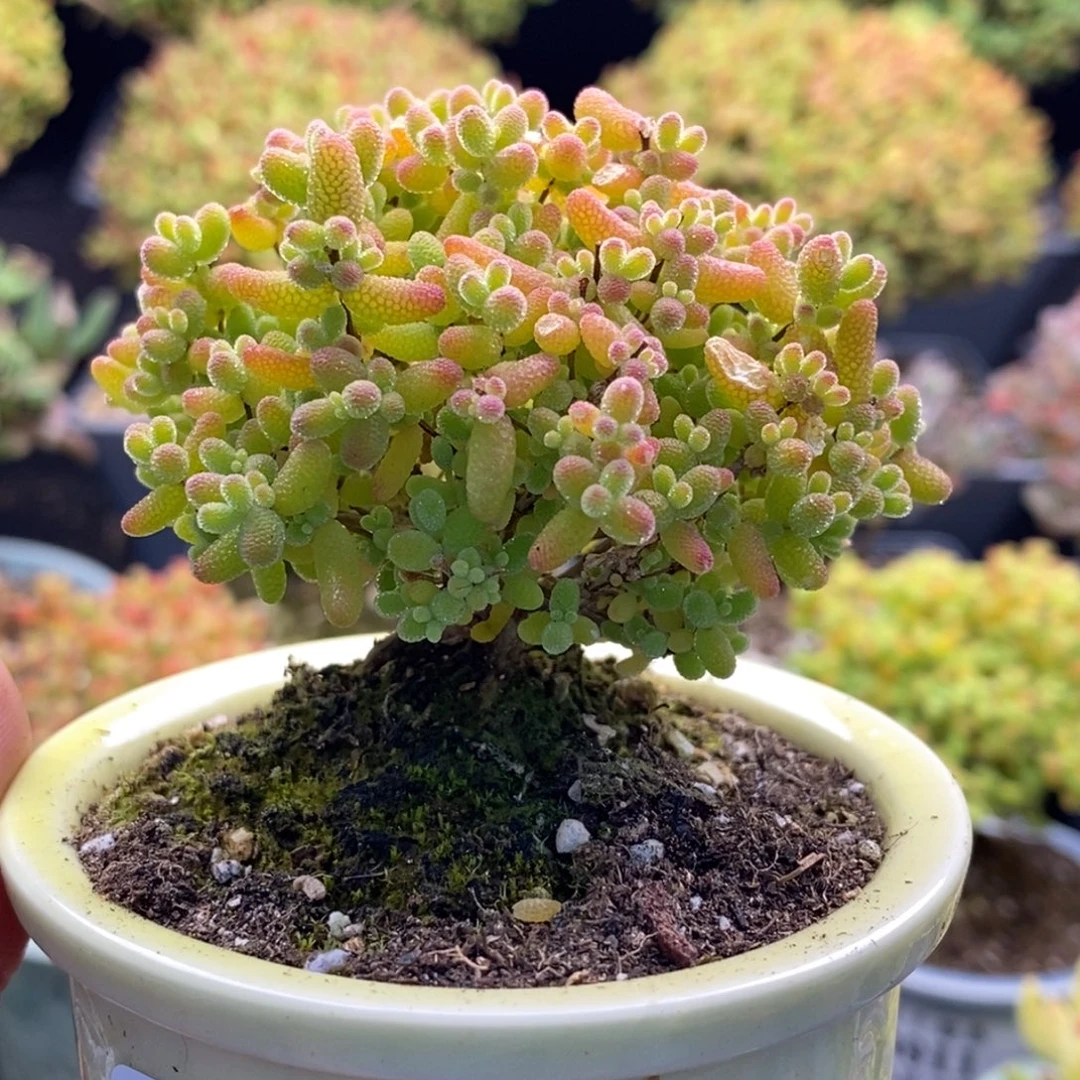 一***)012蜜橘糖球 。