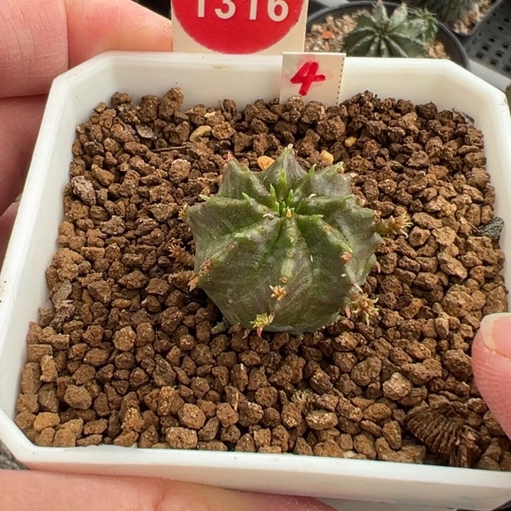 实生带崽法丽达群一棵