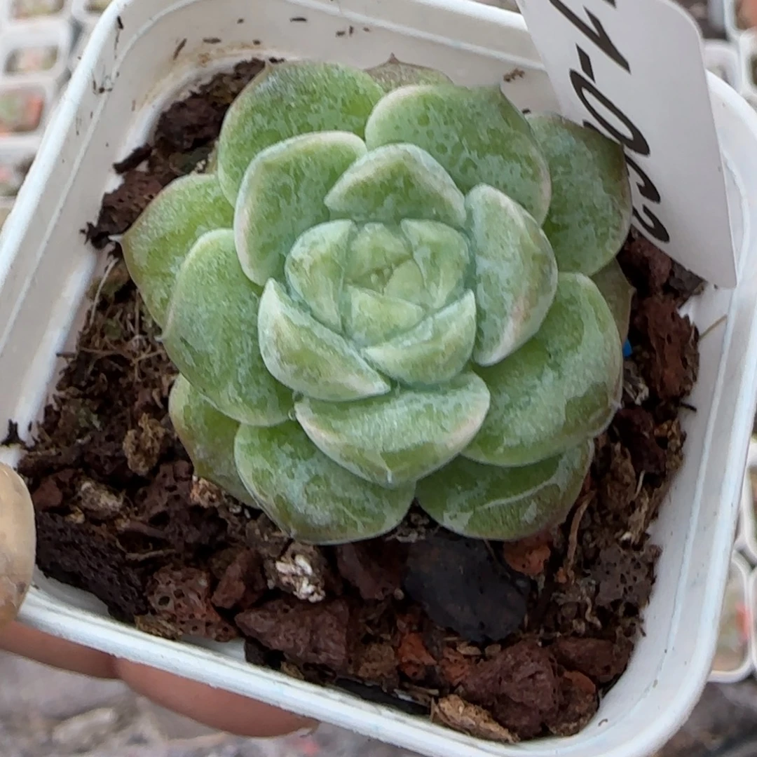 小卡拉米糖心一物一拍