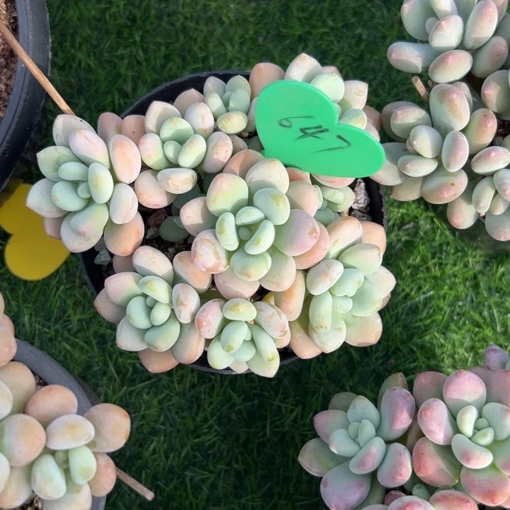 以***名多肉植物一物一拍