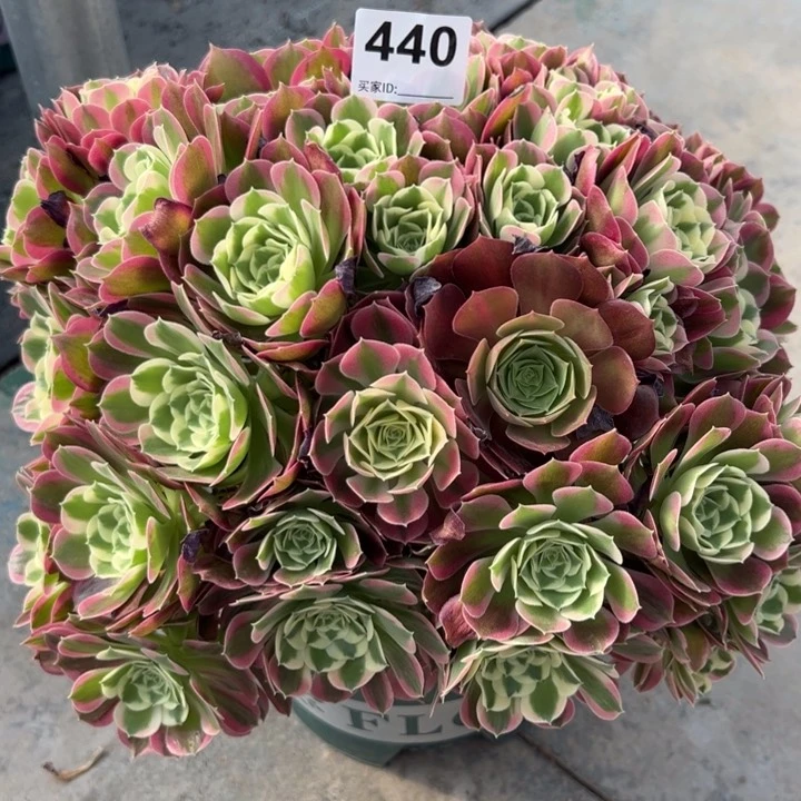 建****儿440白凤35厘米左右