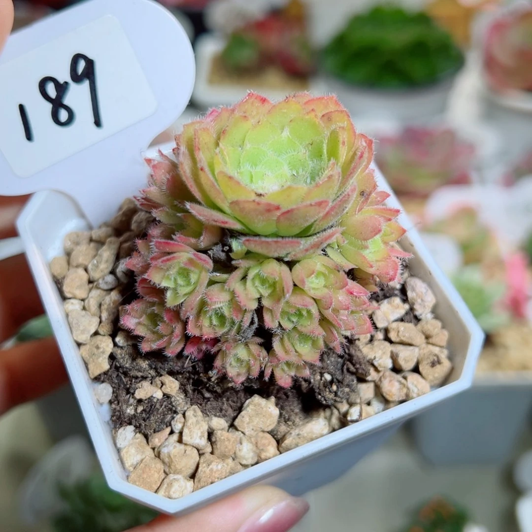 189翡翠冰手捧群。