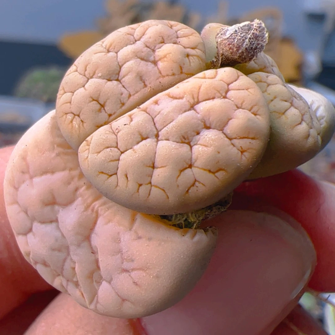 【闪购商品】00000000020