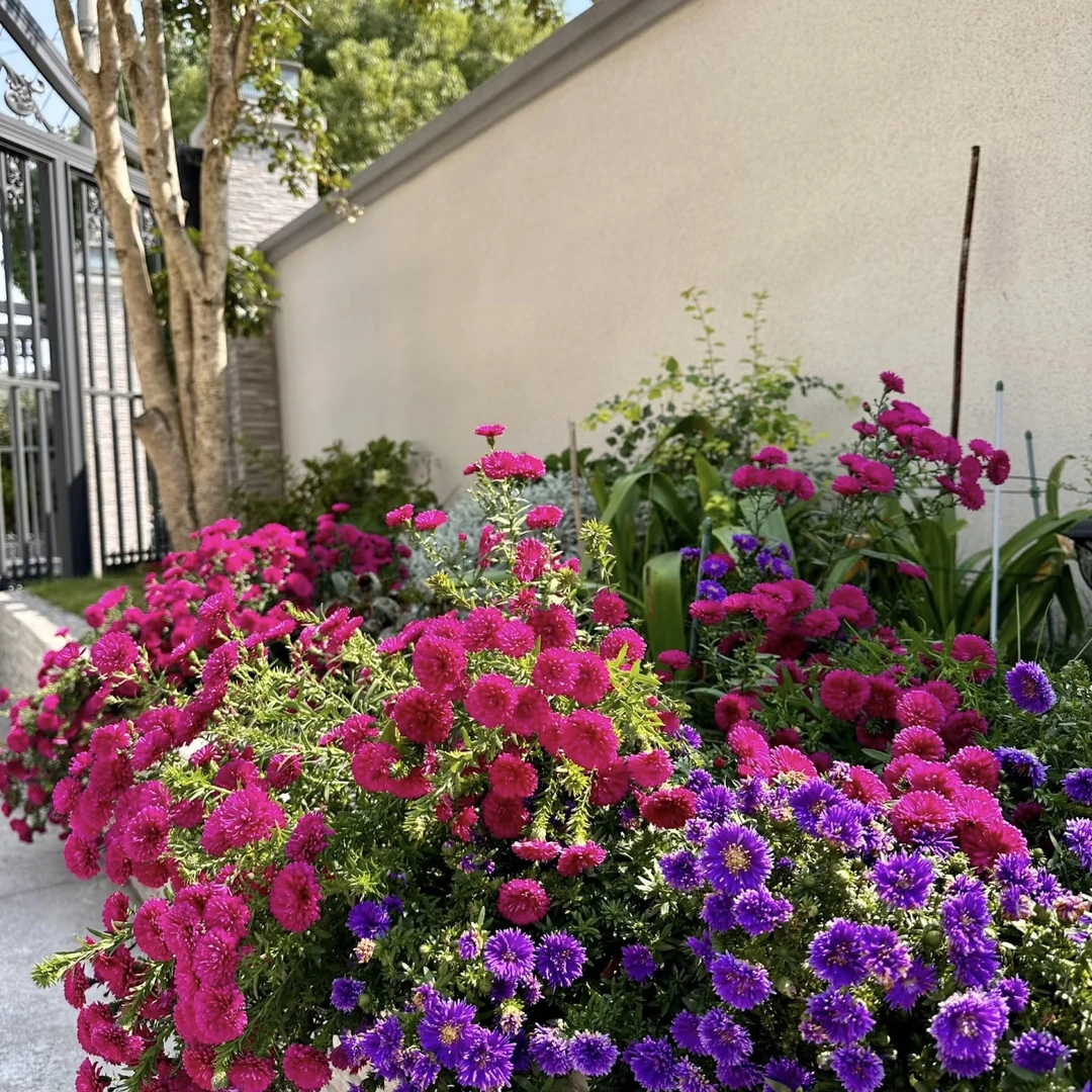 【荷兰菊】 紫菀多年生宿根耐寒耐热花卉庭院拍3发4