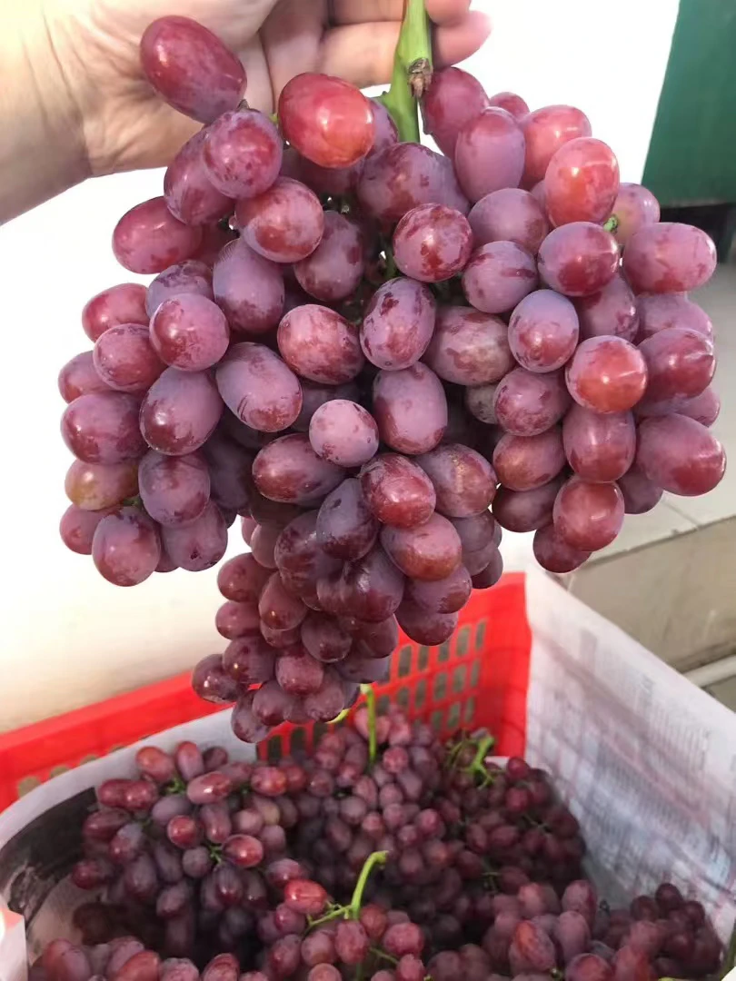 克伦生葡萄【无籽】-云南大理宾川葡萄顺丰空运包邮