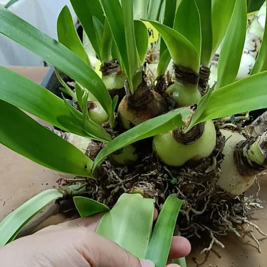 无花朵帝卡帝国的坨坨