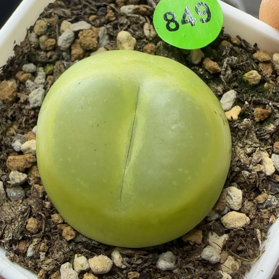 拉登2.8福利多肉植物849