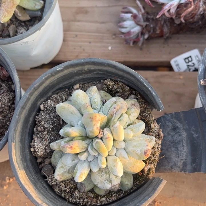 800拇指五头哈哈哈哈哈