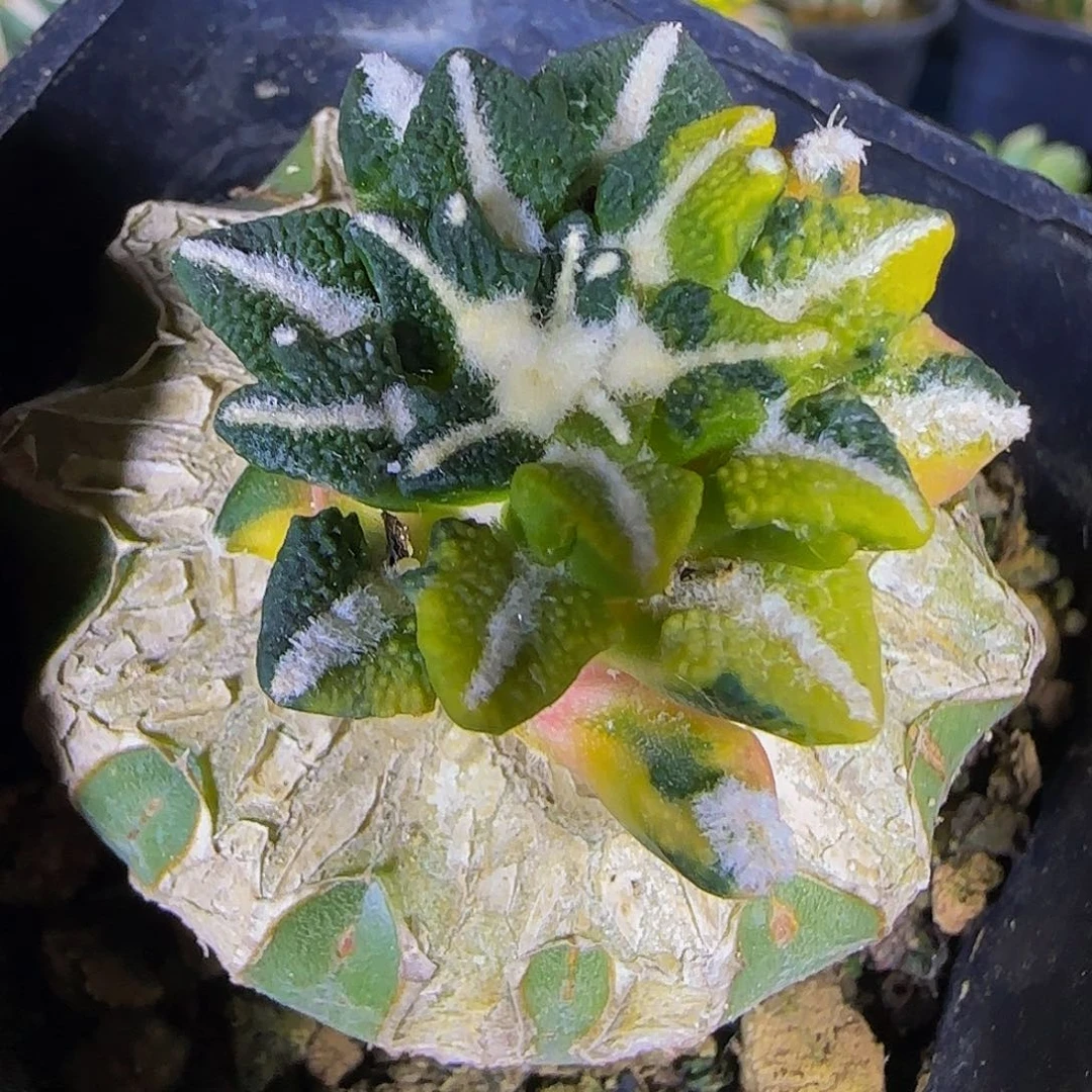 叉尤黑牡丹锦284仙人球