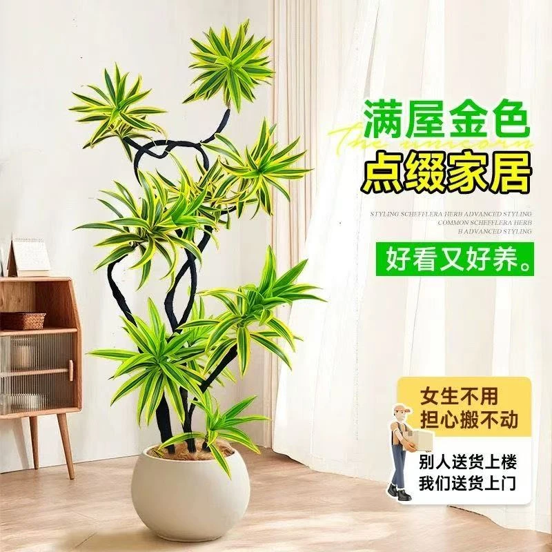 （金芯）（金边）百合竹室内外大型鲜活绿植基地带土好看好养净化空气