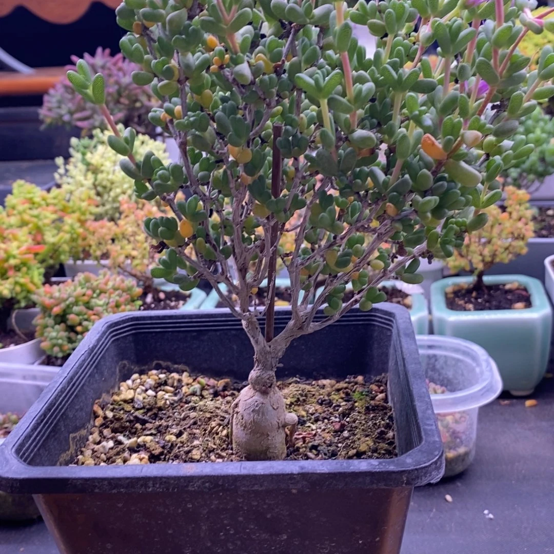 秋***,959嫁接爱心。