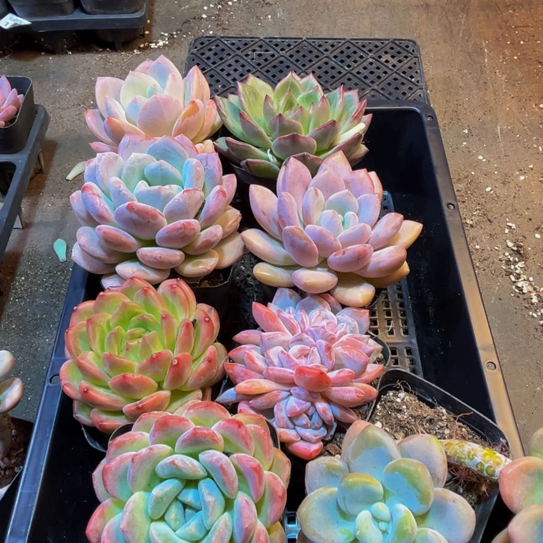 222的人都在用这个号