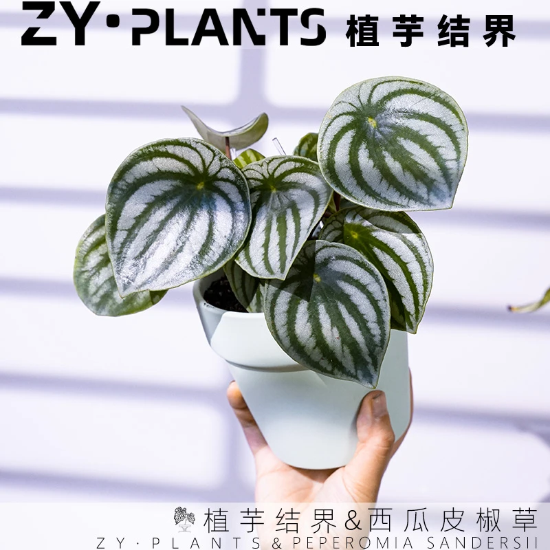 「植芋结界」西瓜皮椒草育苗盆INS风客厅阳台观叶趣味植物盆栽