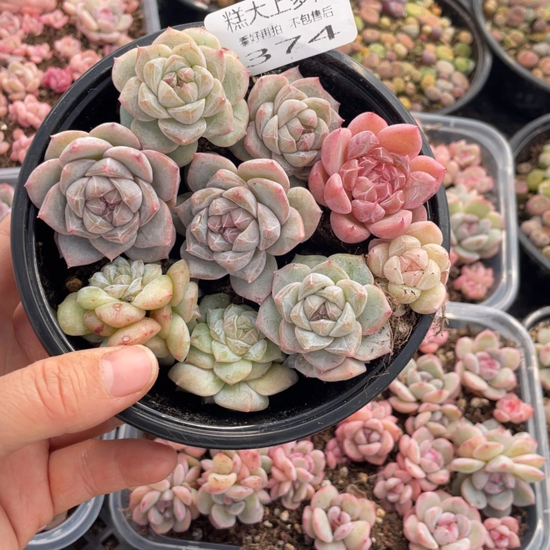 糕大上多肉植物374