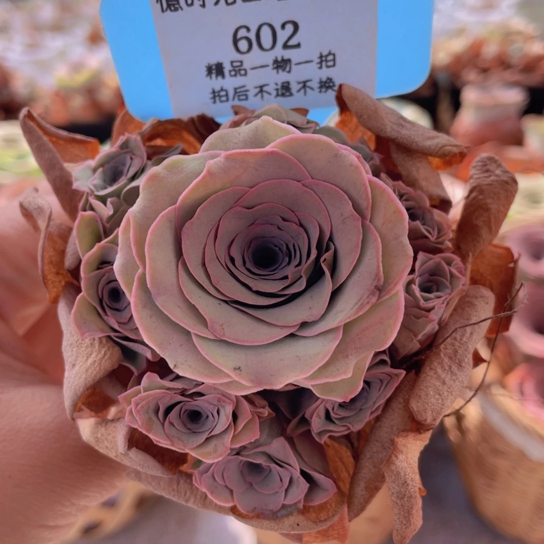 山地玫瑰602裸根发货不售后