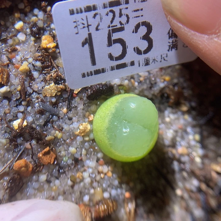 精品生石花225.153