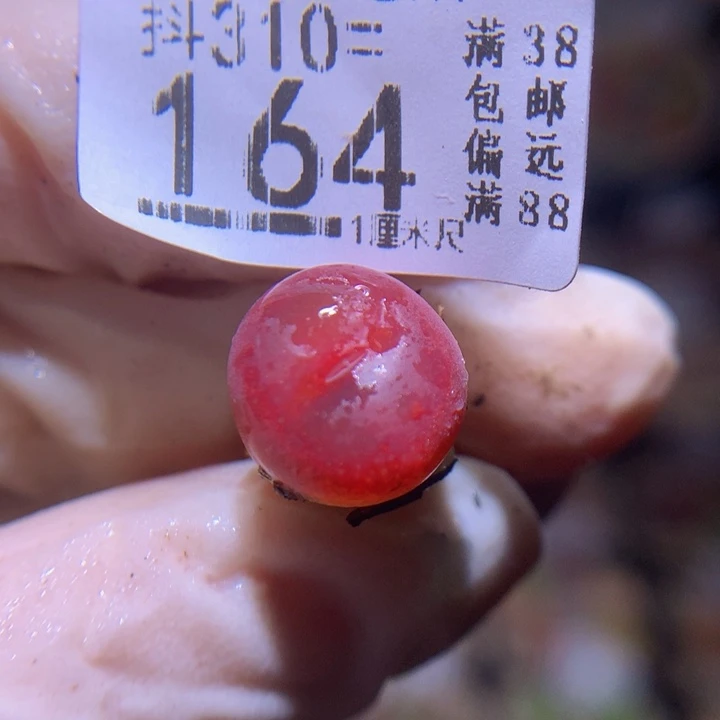 4***i精品生石花310.164