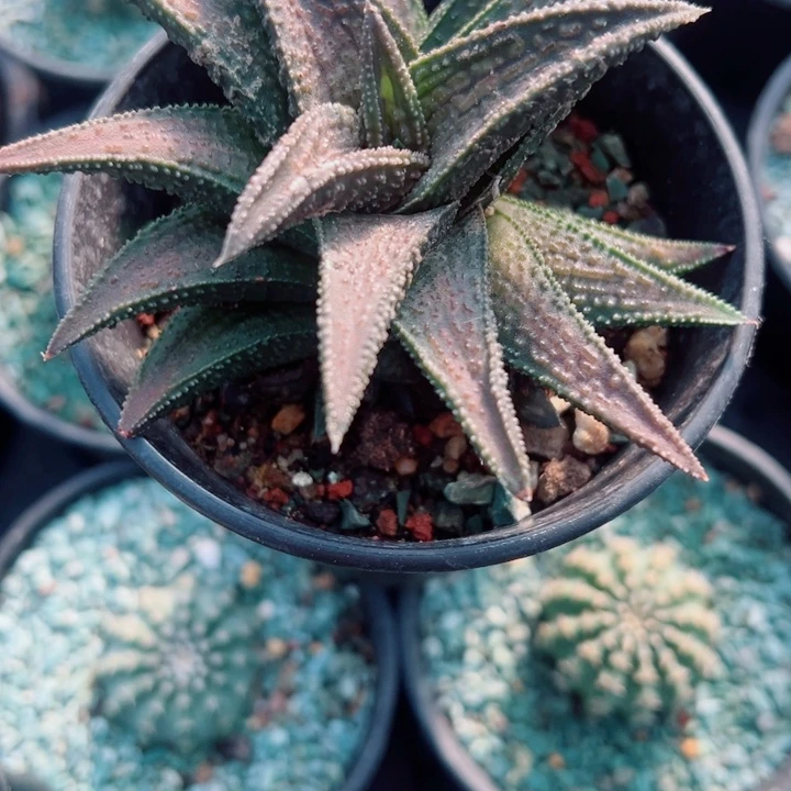 完全开放鬼瓦带盆发