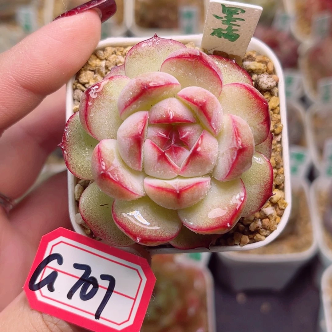 爱*离G707一物一拍 墨梅