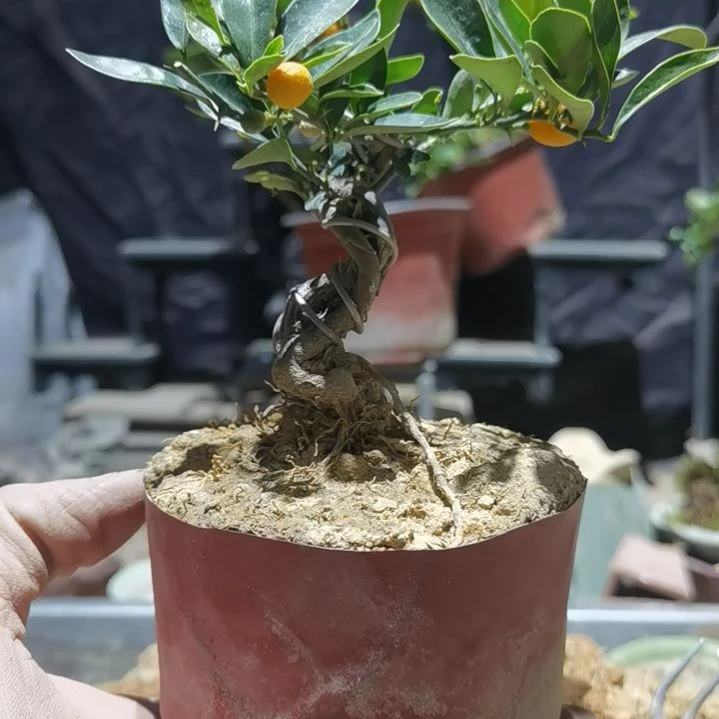 完全开放金豆小橘子绿植