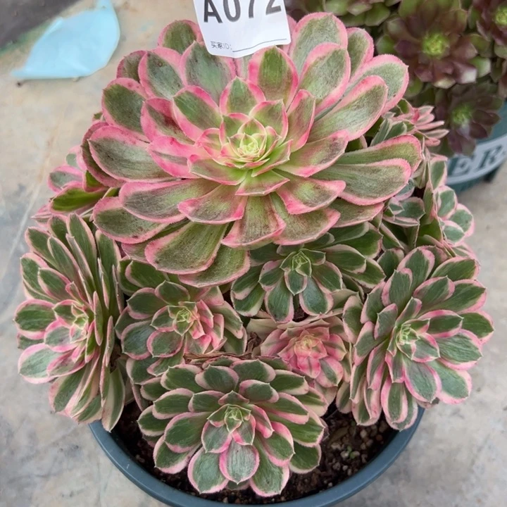 072孔雀翎20厘米左右