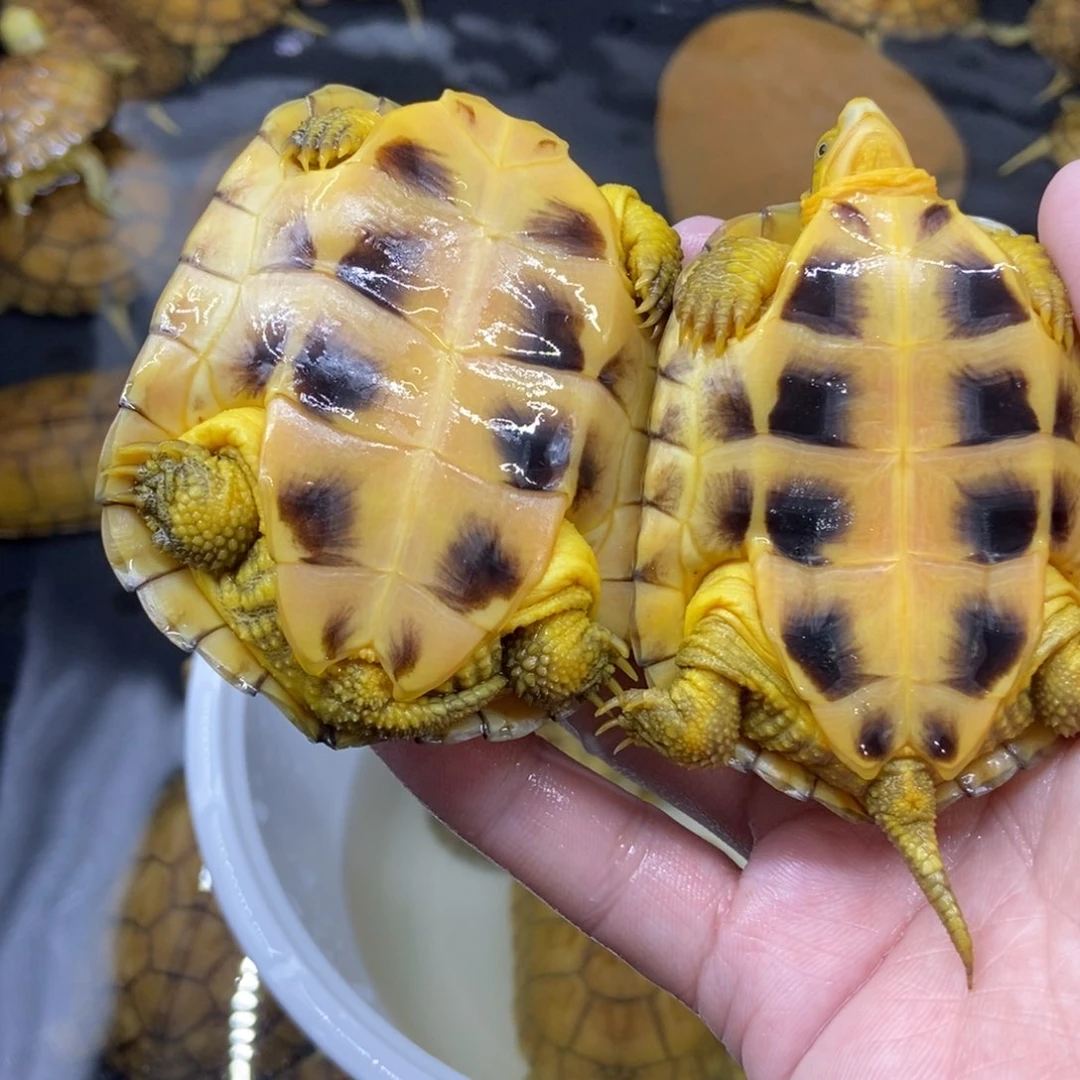 公母搭配绿毛龟桥*