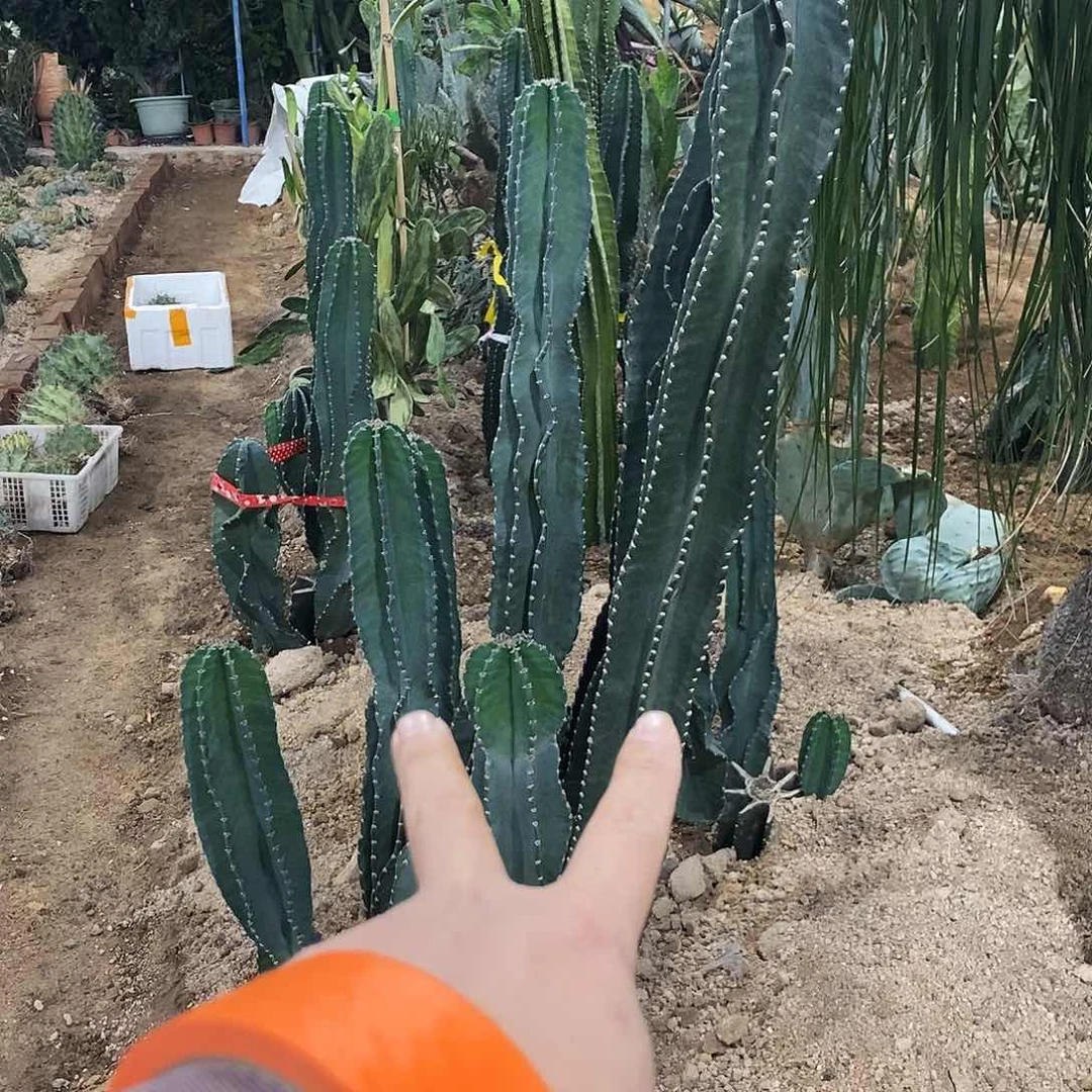 山****子000000000000000000000