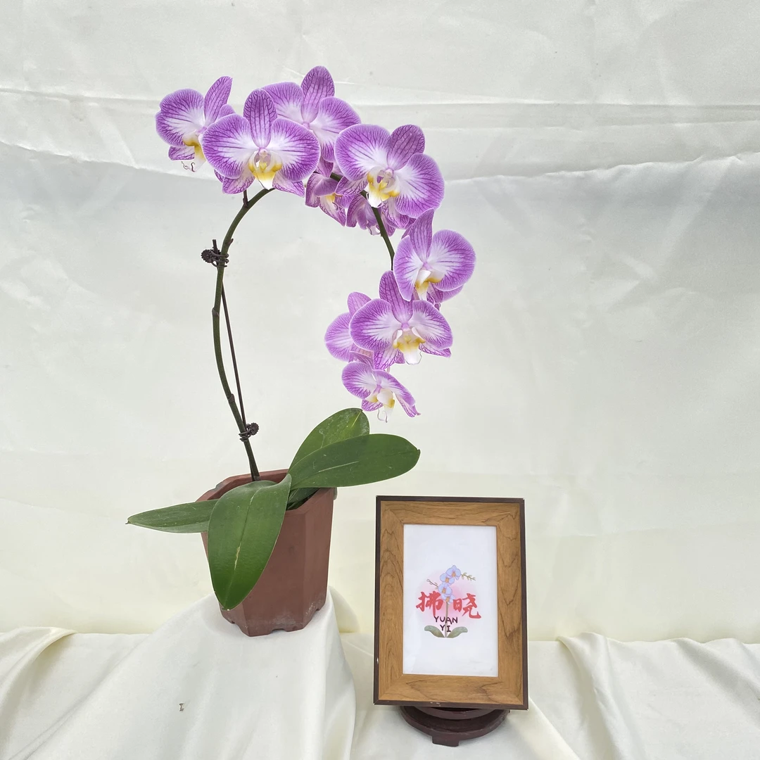 拂晓蝴蝶兰（蝴蝶兰普利斯特带花）开花珠发货