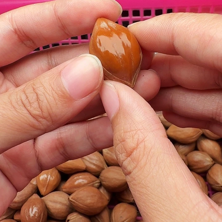 橄榄核手串/手链橄榄