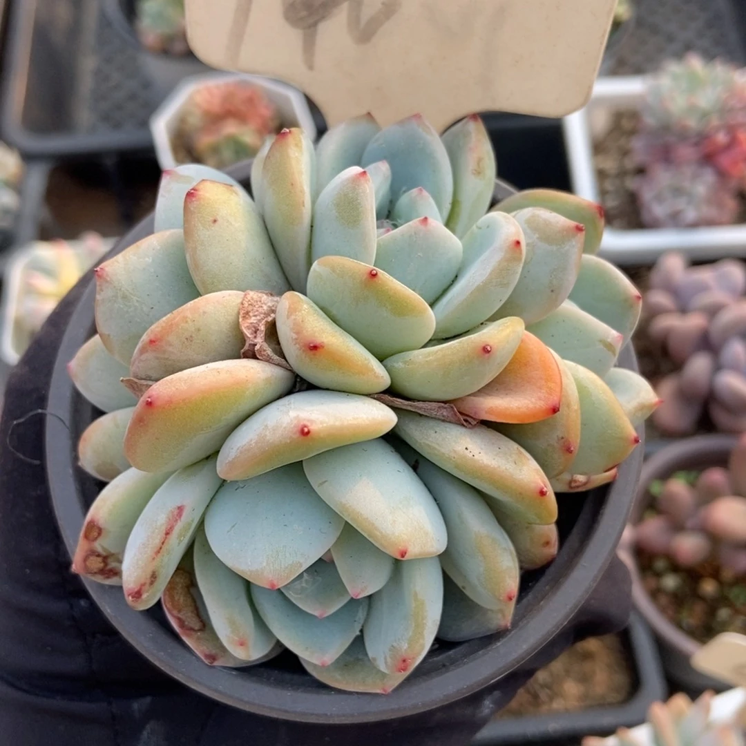 1046星影多肉植物保护