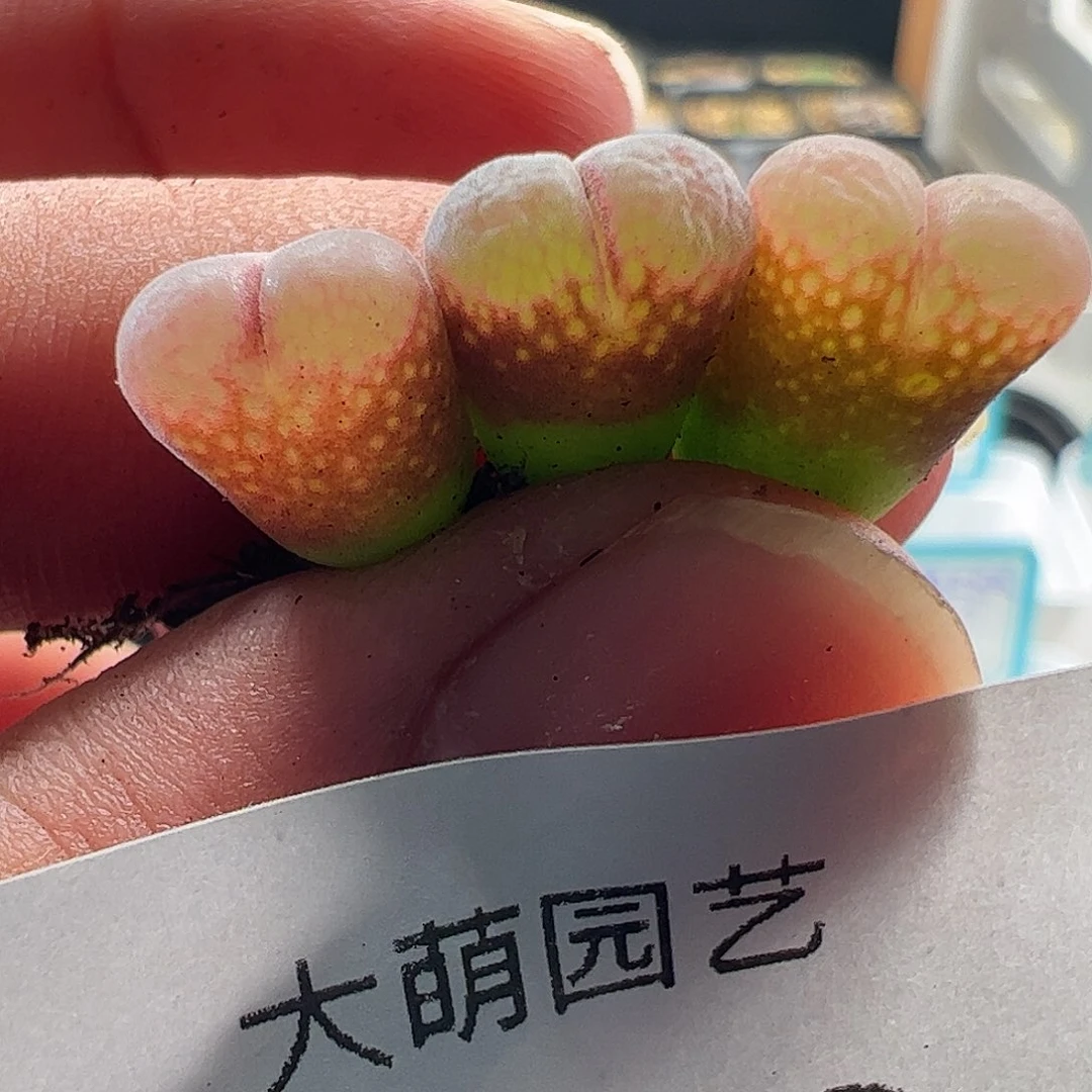 一物一拍MG1429.9大熊猫红风铃140