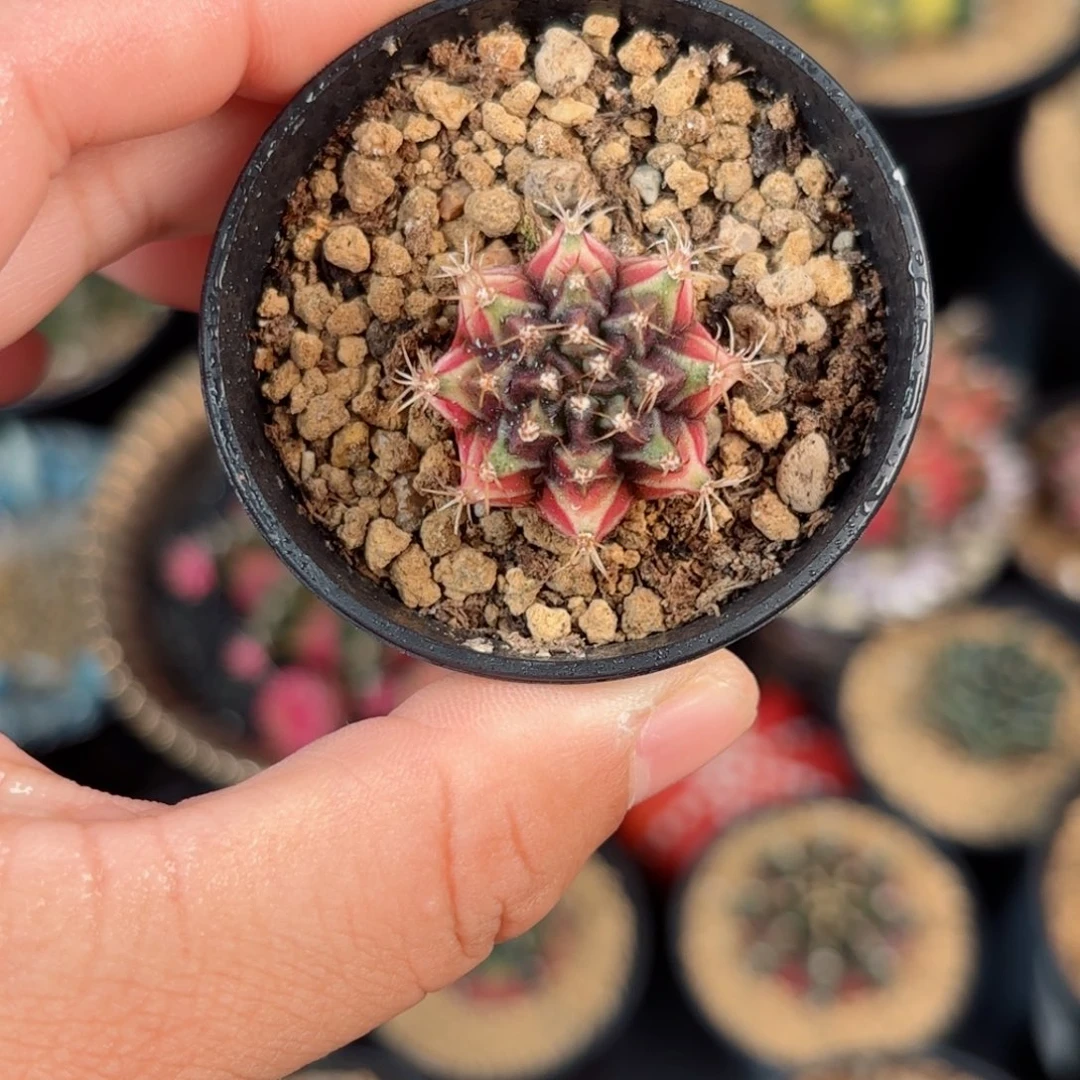 泰系米哈实生穹顶50