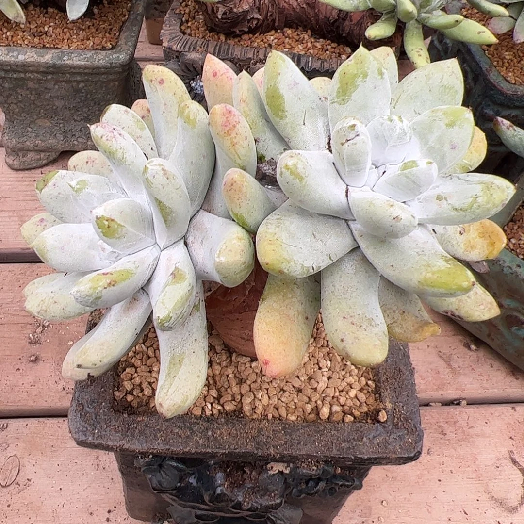 3504拇指仙女杯多肉