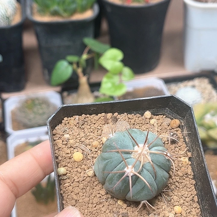 平丸实生球一颗一颗