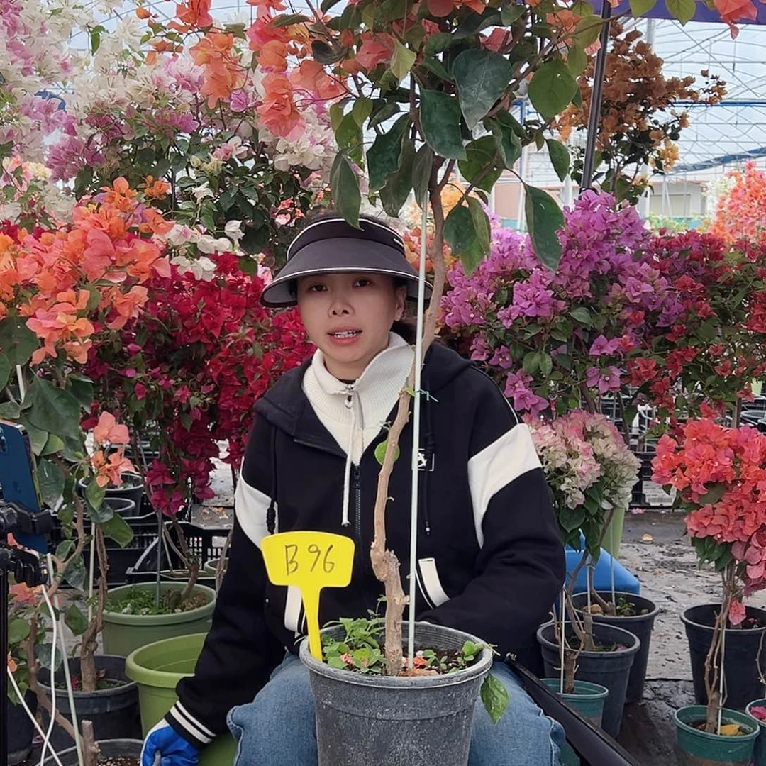 流***华大部分花苞少量开放B96阿达娜