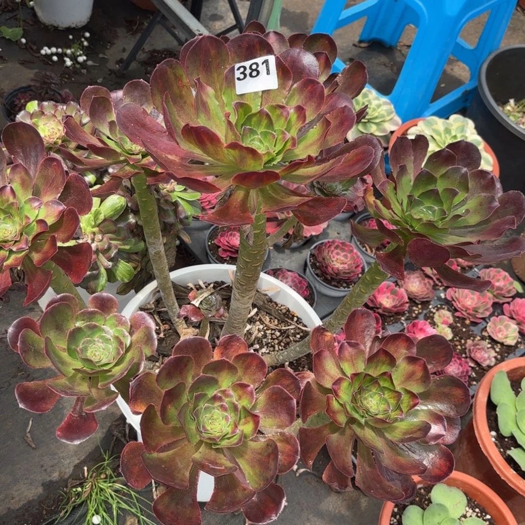 娅***娅无花朵多肉法师魅影中班381寄养