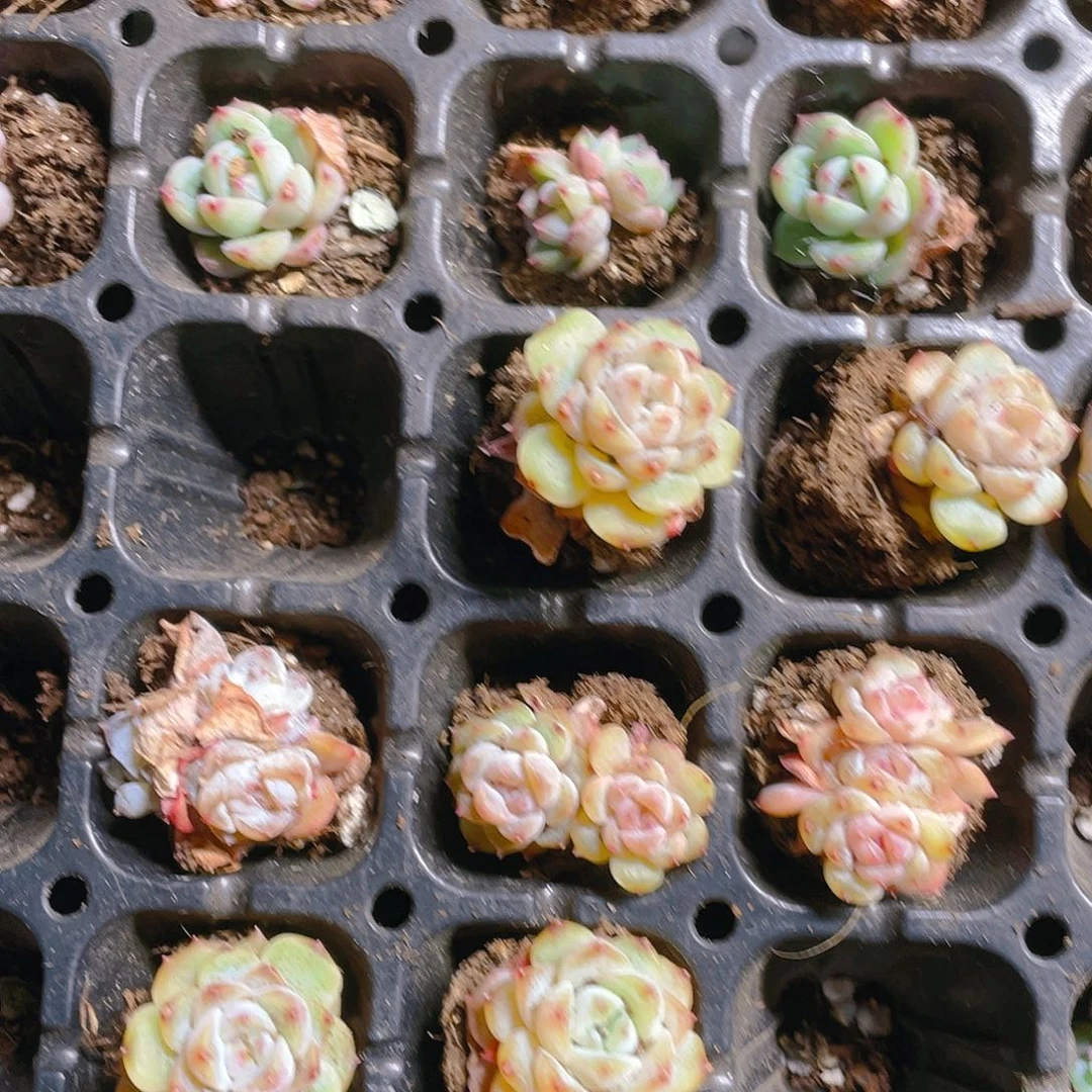 6个菩提子穴个满25包邮