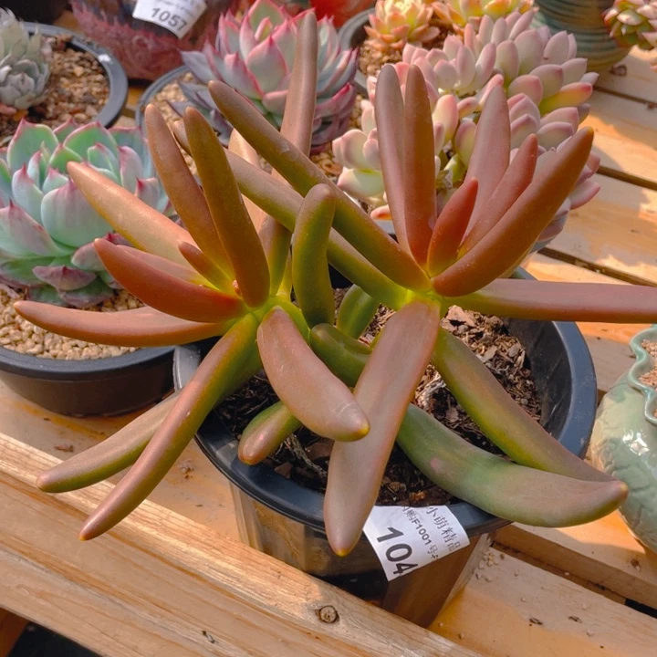 百*?谢谢你的支持00000001043