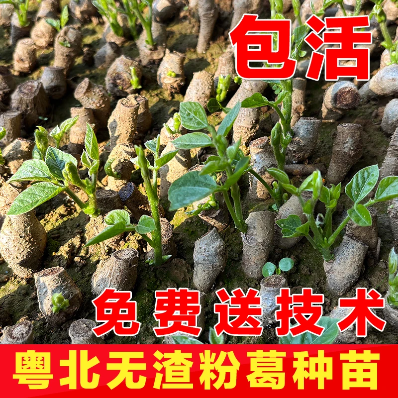 葛根新鲜粤北火山粉葛无渣现挖无渣野葛薯广东煲汤葛根苗